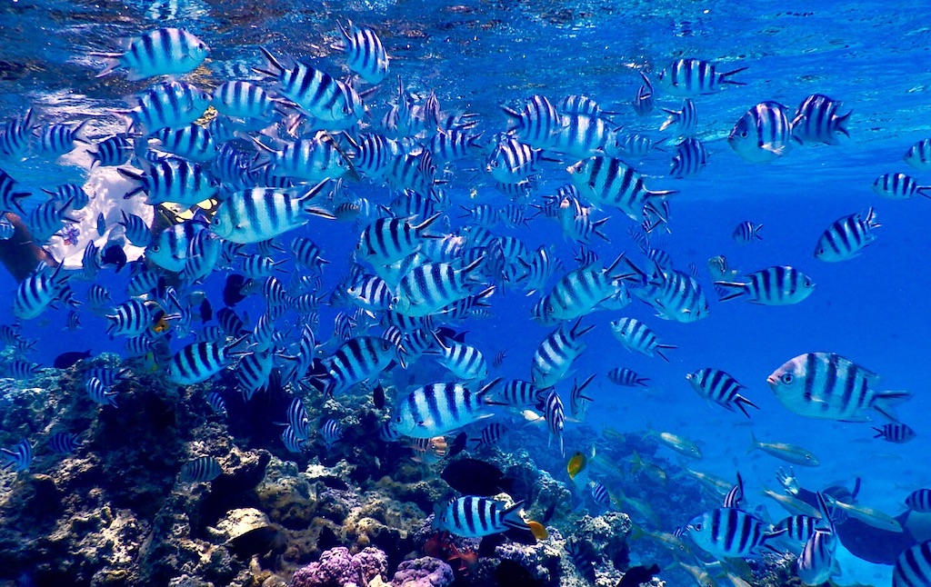 A school of fish in the Pacific Ocean, one of the greatest biological riches on the planet.