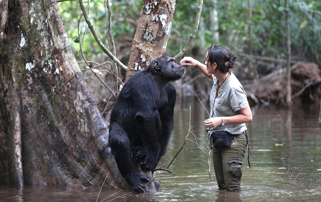 Rebeca Atencia in a jungle river with Koungoulou, a chimpanzee leaning on a tree.